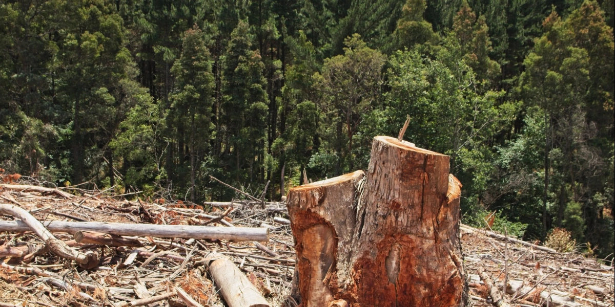 Buchtrup Universal grenknuser